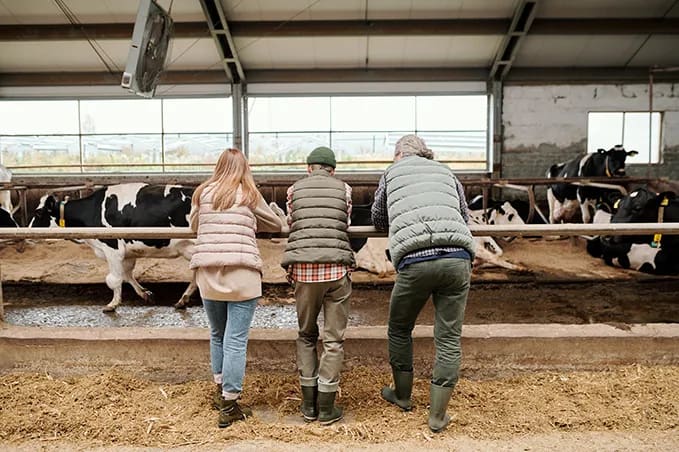 farmer and 2 teens with back to camera watching the dairy cows