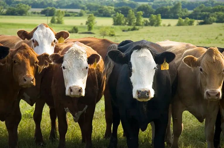 Curious cows lining up to see the cameraman