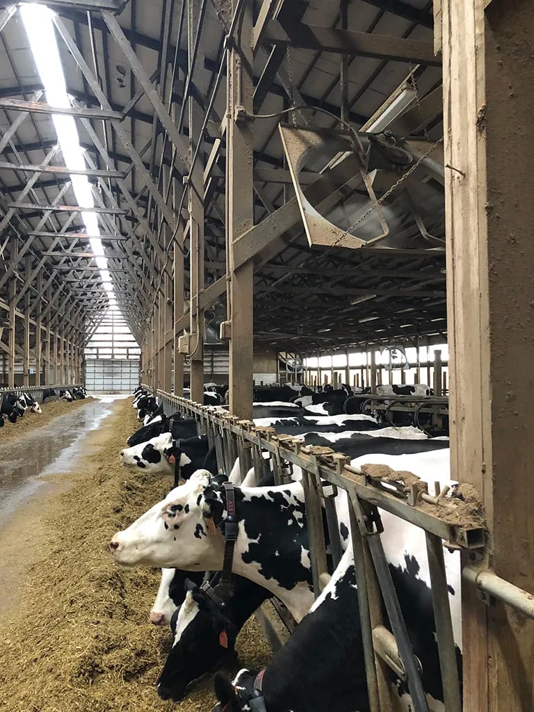Dairy cows at feeder Dairy cows eating