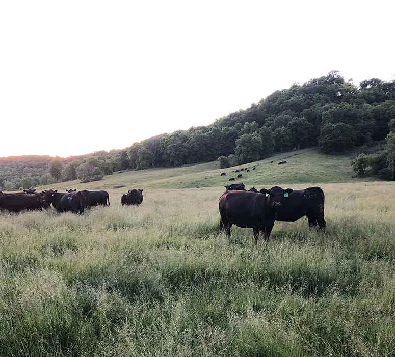 Cattle grazing in a field in NE Iowa