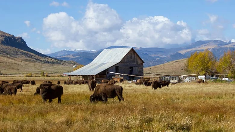 Bison grazing on a ranch